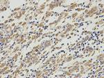 EBP1 Antibody in Immunohistochemistry (Paraffin) (IHC (P))