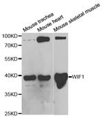 WIF1 Antibody in Western Blot (WB)
