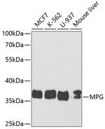 MPG Polyclonal Antibody