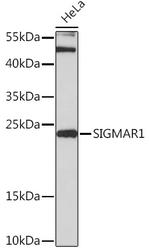 Sigma-1 Receptor Polyclonal Antibody