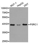 PSRC1 Polyclonal Antibody