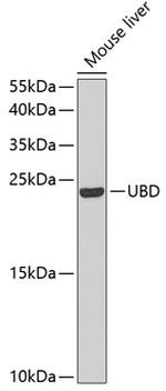 UBD Polyclonal Antibody