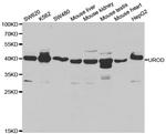 UROD Antibody in Western Blot (WB)