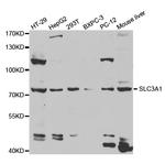 SLC3A1 Antibody in Western Blot (WB)