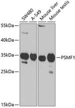 PSMF1 Polyclonal Antibody