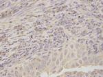 RPLP0 Antibody in Immunohistochemistry (Paraffin) (IHC (P))
