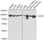 CLC-5 Polyclonal Antibody