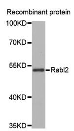 RABL2A Polyclonal Antibody