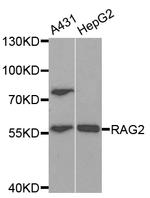 RAG2 Polyclonal Antibody