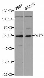 PLTP Polyclonal Antibody