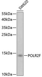 POLR2F Polyclonal Antibody