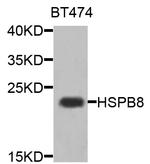 HSPB8 Antibody in Western Blot (WB)