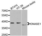 DNase I Polyclonal Antibody