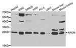 Apolipoprotein M Antibody in Western Blot (WB)