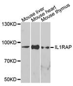 IL-1RAcP Polyclonal Antibody