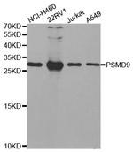 PSMD9 Polyclonal Antibody