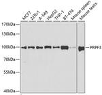 PRPF3 Antibody in Western Blot (WB)