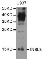 INSL3 Polyclonal Antibody