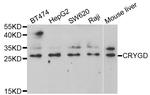 CRYGD Antibody in Western Blot (WB)