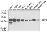 FDPS Antibody in Western Blot (WB)