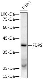 FDPS Polyclonal Antibody