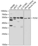 TCN2 Polyclonal Antibody