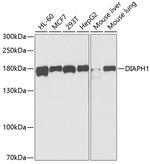 DIAPH1 Polyclonal Antibody