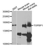 TOPBP1 Antibody in Western Blot (WB)