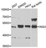 ING3 Polyclonal Antibody