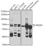 PRODH Polyclonal Antibody