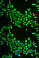 MRPS30 Antibody in Immunocytochemistry (ICC/IF)