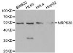 MRPS30 Antibody in Western Blot (WB)