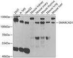 SMARCAD1 Antibody in Western Blot (WB)