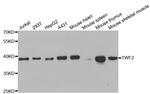 TWF2 Polyclonal Antibody