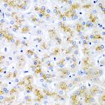 WNT2 Polyclonal Antibody