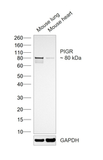 PIGR Polyclonal Antibody