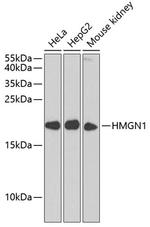 HMGN1 Polyclonal Antibody