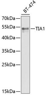 TIA-1 Antibody in Western Blot (WB)