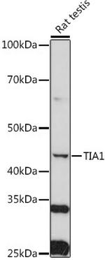 TIA-1 Antibody in Western Blot (WB)