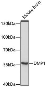 DMP1 Polyclonal Antibody