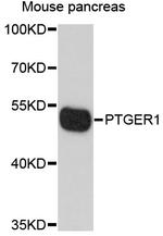 PTGER1 Polyclonal Antibody
