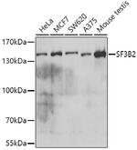 SF3B2 Antibody in Western Blot (WB)
