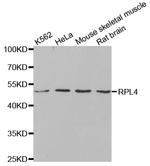 RPL4 Antibody in Western Blot (WB)