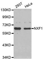 TAP Antibody in Western Blot (WB)
