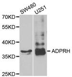 ADPRH Polyclonal Antibody