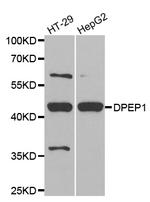 DPEP1 Polyclonal Antibody