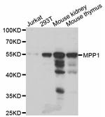 MPP1 Polyclonal Antibody