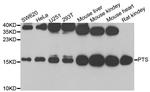 PTS Polyclonal Antibody