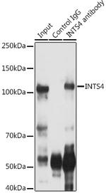INTS4 Antibody in Immunoprecipitation (IP)