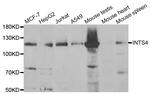 INTS4 Antibody in Western Blot (WB)